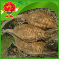 Hot selling Chinese kudzu root/natural white kudzu supplier